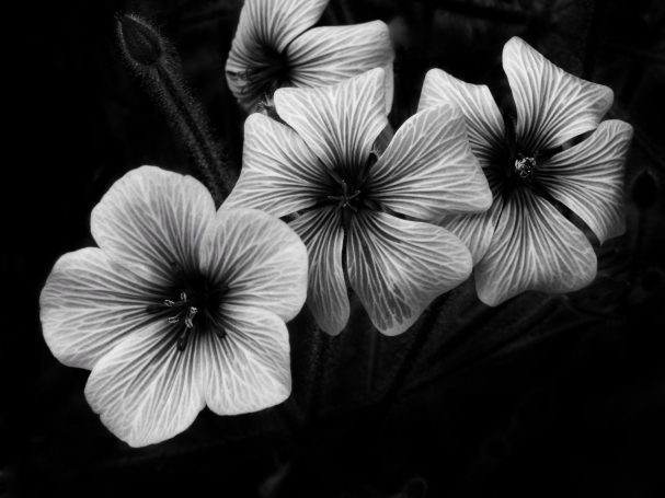 MONO Karen Shelsher
